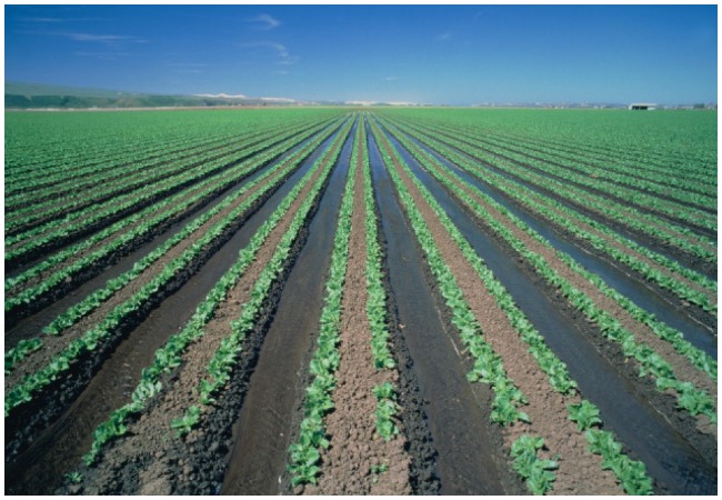 Agricultural land in Azerbaijan